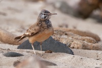 Skrivan dudkovity - Alaemon alaudipes - Greater Hoopoe-Lark o1530